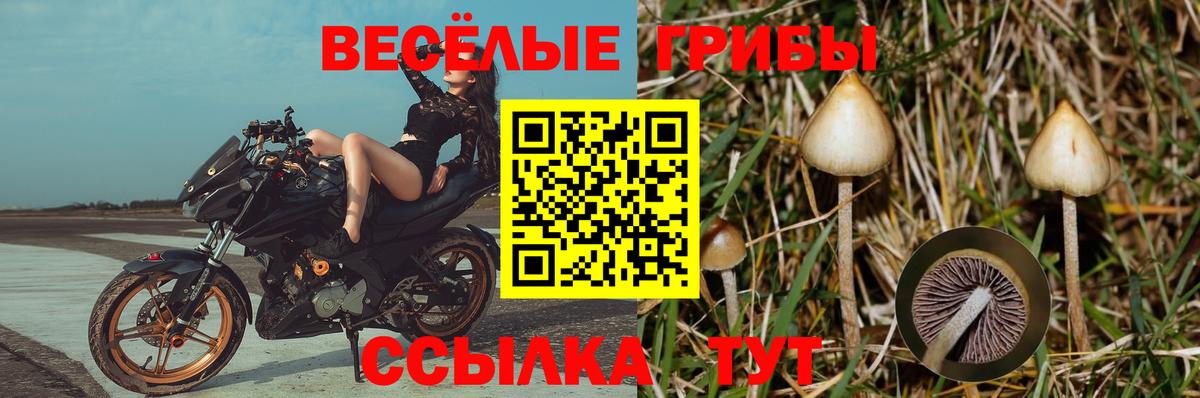 Азнакаево  закладки  Вход с VPN  Псилоцибиновые грибы Cubensis 